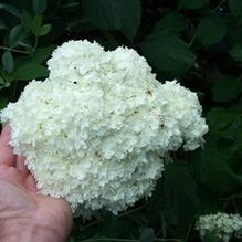 Hydrangea arborescens (ex: Terri Greer)