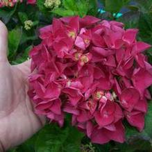 Hydrangea macrophylla 'Brunette'