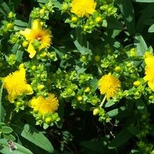 Hypericum prolificum