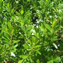 Ilex glabra 'Allen Haskell'