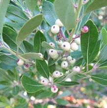 Ilex glabra f. leucocarpa 'Ivory Queen'