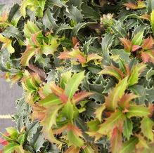Ilex x 'Jersey Male'