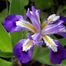 Iris cristata 'Dick Redfield'