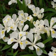 Iris cristata 'Tennessee White'
