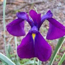 Iris ensata 'Silverband'