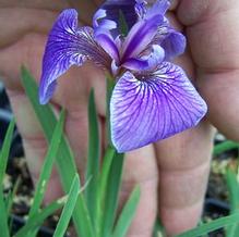 Iris setosa var. canadensis 'Nana'