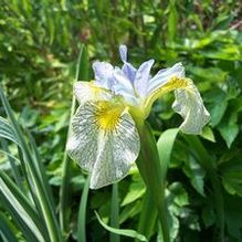 Iris x pseudata 'Ally Oops'