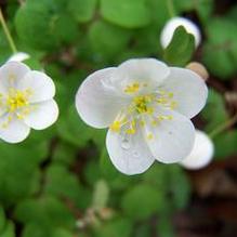 Isopyrum (syn. Enemion) biternatum