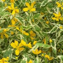 Kerria japonica 'Picta'