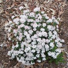 Leiophyllum buxifolium