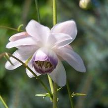 Anemonopsis macrophylla