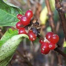 Lonicera vesicaria DJH 123