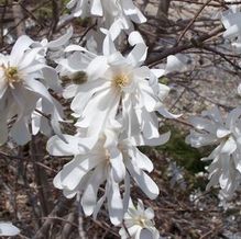 Magnolia stellata 'Royal Star'