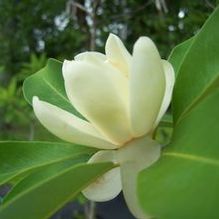 Magnolia virginiana var. virginiana