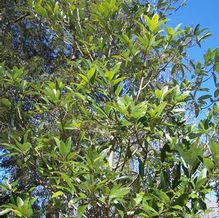 Magnolia virginiana 'Henry Hicks'