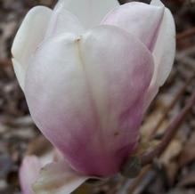 Magnolia x soulangiana 'Kiki's Broom'