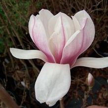 Magnolia x soulangiana 'Milliken'