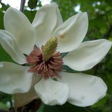 Magnolia x wiesneri 'Aashild Kalleberg'