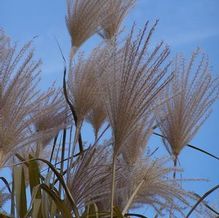 Miscanthus floridulus (syn. giganteus)