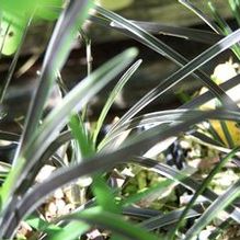 Ophiopogon planiscapus 'Edge of Night'