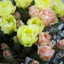 Opuntia fragilis 'Bronze Beauty'