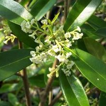 Osmanthus americanus