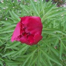 Paeonia mascula subsp. arietina aff. 'Northern Glory'