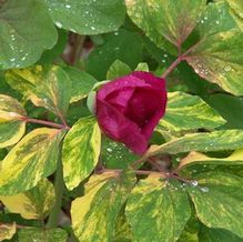 Paeonia mlokosewitschii (?) 'Pretty Molly'