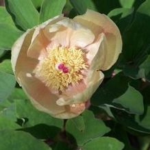 Paeonia wittmaniana
