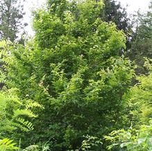 Parrotia persica