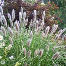 Pennisetum alopecuroides 'Foxtrot'