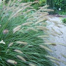 Pennisetum alopecuroides 'Hameln'