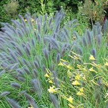 Pennisetum alopecuroides 'Redhead'