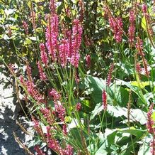 Persicaria amplexicaulis 'Firetail'