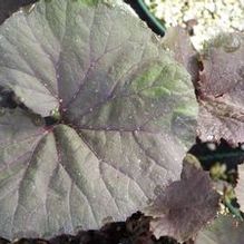 Petasites japonicus 'Purpureus'