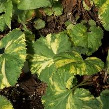 Petasites japonicus 'Variegatus'