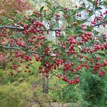 Photinia villosa