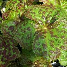Podophyllum hexandrum (syn. emodi)