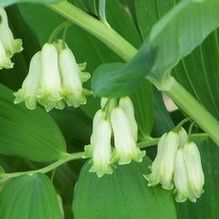 Polygonatum biflorum var. commutatum
