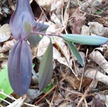 Polygonatum sibiricum 'Passion Purple'