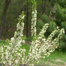 Prunus besseyi 'Select Spreader'
