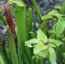 Sarracenia alata