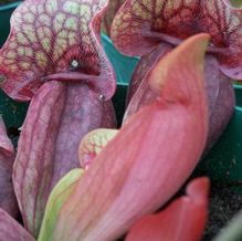 Sarracenia purpurea 'Blood Vessel'