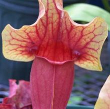 Sarracenia x catesbaei