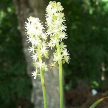 Barnardia japonica 