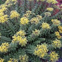 Sedum kamtschaticum (form. selskianum)