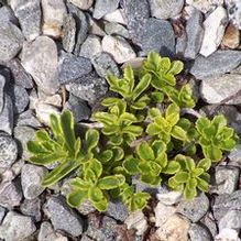 Sedum kamtschaticum (form. selskianum) 'The Edge'