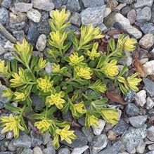Sedum kamtschaticum (form. selskianum) 'Sweet and Sour'