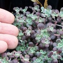 Sedum spathulifolium 'Carnea'