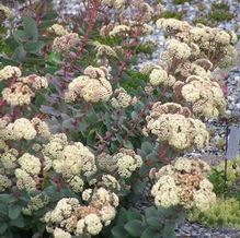 Sedum telephium subsp. ruprechtii 'Hab Gray'